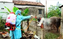 Bùng phát dịch lở mồm long móng tại Ninh Thuận