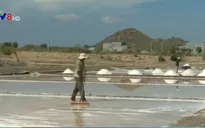 Quảng Ngãi xây dựng chính sách hỗ trợ sản xuất muối sạch