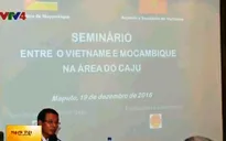 Việt Nam - Mozambique hợp tác phát triển cây điều