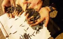 Ngăn chặn “đinh tặc” lộng hành - Cuộc chiến chưa có hồi kết!