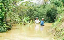 Lâm Đồng: Đình chỉ thi công thủy điện Đại Bình gây ngập hoa màu