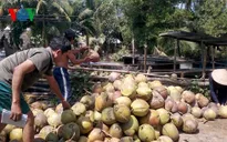 Giá dừa Bến Tre tăng cao kỷ lục