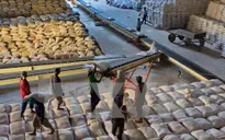 DN xuất khẩu gạo tăng cường kiểm tra vùng nguyên liệu