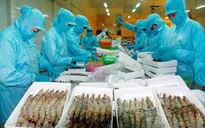 Nhiều doanh nghiệp xuất khẩu thiếu nguyên liệu chỉ vì... tôm bẩn
