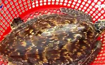 Tiếp nhận và thả 1 cá thể đồi mồi quý hiếm ra biển