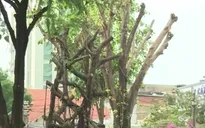 Đốn hạ cây xanh ở TP.HCM: Do thân cây bị cong nghiêng, gây nguy hiểm cho người đi đường