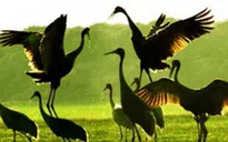 Giáo dục trực quan bảo vệ môi trường