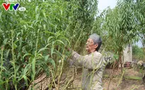 Người dân làng đào tất bật tuốt lá, chuẩn bị cho Tết Nguyên đán