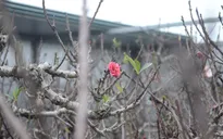 Đào cổ giá chục triệu "ngủ đông" trong phòng điều hòa chờ Tết