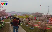 Rực rỡ hoa anh đào, mai vàng Yên Tử tại Hạ Long
