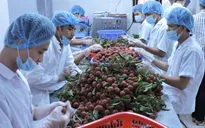 Giữa tháng 6, có thể chiếu xạ vải thiều tại Hà Nội