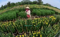 Dân miền Trung "kêu trời" vì hoa mất mùa do giá rét