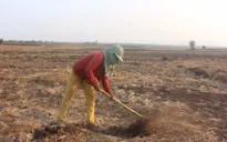 Nhập nhèm kê khai nhận hỗ trợ hạn hán tại Gia Lai