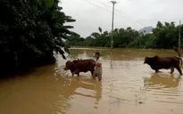 Hơn 4.000 hộ dân Quảng Bình ngập chìm trong lũ