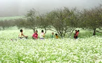 Tour du lịch Tết ngắn ngày được nhiều người lựa chọn