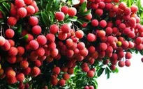 Vải thiều Bắc Giang đã được xuất khẩu đi 30 nước