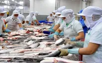 Cá tra Việt "đổ bộ" mạnh vào thị trường Thái Lan