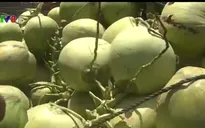 Thương lái ồ ạt thu mua dừa non