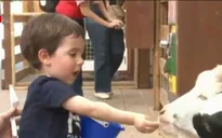 Mô hình du lịch nông trại tại Mỹ hút khách