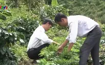 Kon Tum: Hộ dân tộc thiểu số trồng cây dược liệu xóa đói giảm nghèo