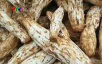 Thị trường đông dược - Thật giả khó lường
