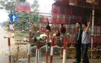 Bày bán tràn lan chim, cò trên QL Quản Lộ - Phụng Hiệp (Bạc Liêu)