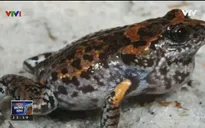 Australia phát hiện chủng loại ếch mới