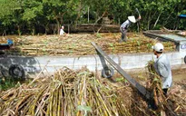 Thương lái hạ thấp chữ đường, người trồng mía bị ép giá