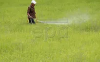 Thái Lan cấp khoản vay 1 tỷ USD hỗ trợ nông dân trồng lúa gạo