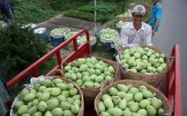 Xuất khẩu 70 tấn xoài cát chu sang Nhật