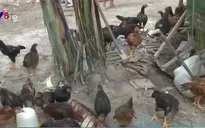 Quảng Ngãi tập trung ngăn chặn bùng phát cúm gia cầm