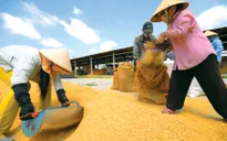 Philippines sẽ mua thêm 293.000 tấn gạo Việt Nam