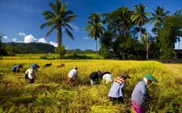 Thái Lan soạn thảo chiến lược mới về lúa gạo