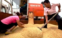 Mỹ chính thức kiện Trung Quốc vì trợ giá nông sản