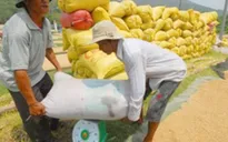 Giá lúa gạo sụt giảm bất thường ở ĐBSCL