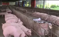 Lợn nhiễm chất cấm không xuất phát từ hộ nuôi Viet Gap