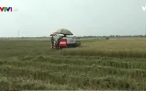 Các tỉnh ven biển gặt lúa màu tránh bão