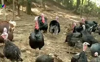 Nông dân Hà Nội phục vụ gà tây dịp Tết