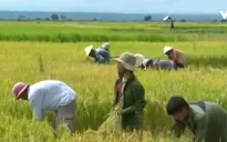 Đồng bào thiểu số ổn định lương thực mùa mưa lũ