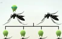 Mỹ dùng muỗi biến đổi gen chống virus Zika