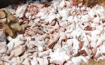Nhật Bản tiêu hủy 90.000 gia cầm để ngăn chặn dịch cúm