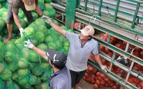 Thương lái Trung Quốc tăng cường thu mua, dừa khô “sốt giá”