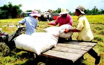 ĐBSCL: Giá lúa Đông Xuân tăng cao