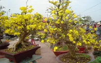 Giá mai Tết tại Bình Định đắt gấp đôi năm 2015
