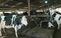 Điều trị bệnh cho gia súc bằng thảo dược tại Pháp