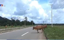 Tràn lan gia súc thả rông trên Quốc lộ tại Bà Rịa - Vũng Tàu