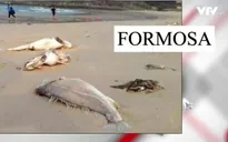 Giá thép lao dốc, Formosa tồn tại bằng cách xả thải vào môi trường Việt Nam?