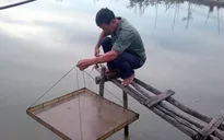 ĐBSCL: Nguồn cung ít, giá tôm giống tăng mạnh