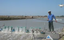 Chấn chỉnh sản xuất giống để xây dựng thương hiệu tôm Việt Nam