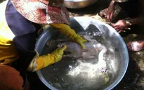 Trà Vinh xử phạt cơ sở giết mổ gia cầm